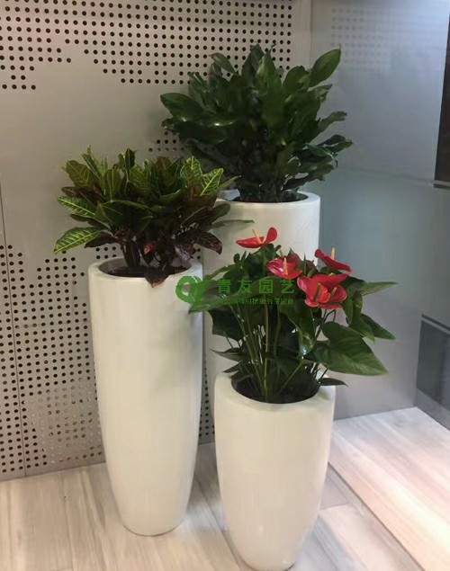 写字楼绿植落地盆栽组合2